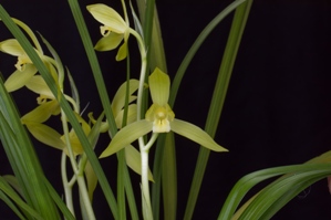 Cymbidium tortisepalum var. longibracteatum Xi Shu Dao Guang CHM/AOS 86 pts. flower